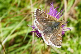 Image of Carline Skipper