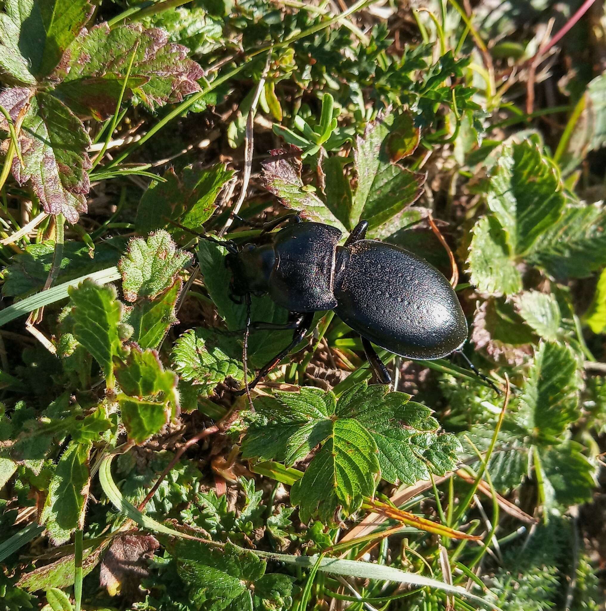 Image of Carabus (Pachystus) hungaricus Fabricius 1792