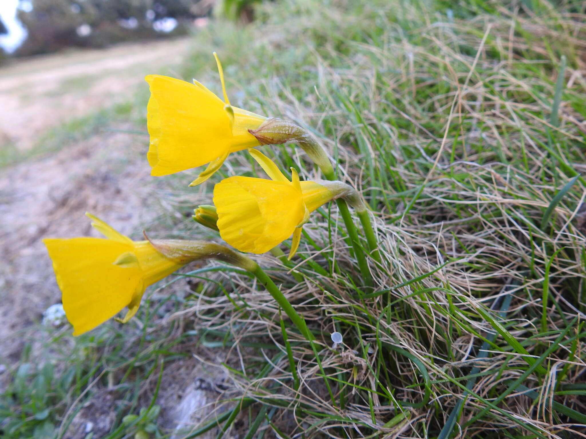Image of Narcissus bulbocodium subsp. bulbocodium
