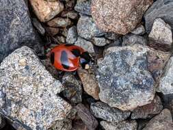 Imagem de Coccinella monticola Mulsant 1850