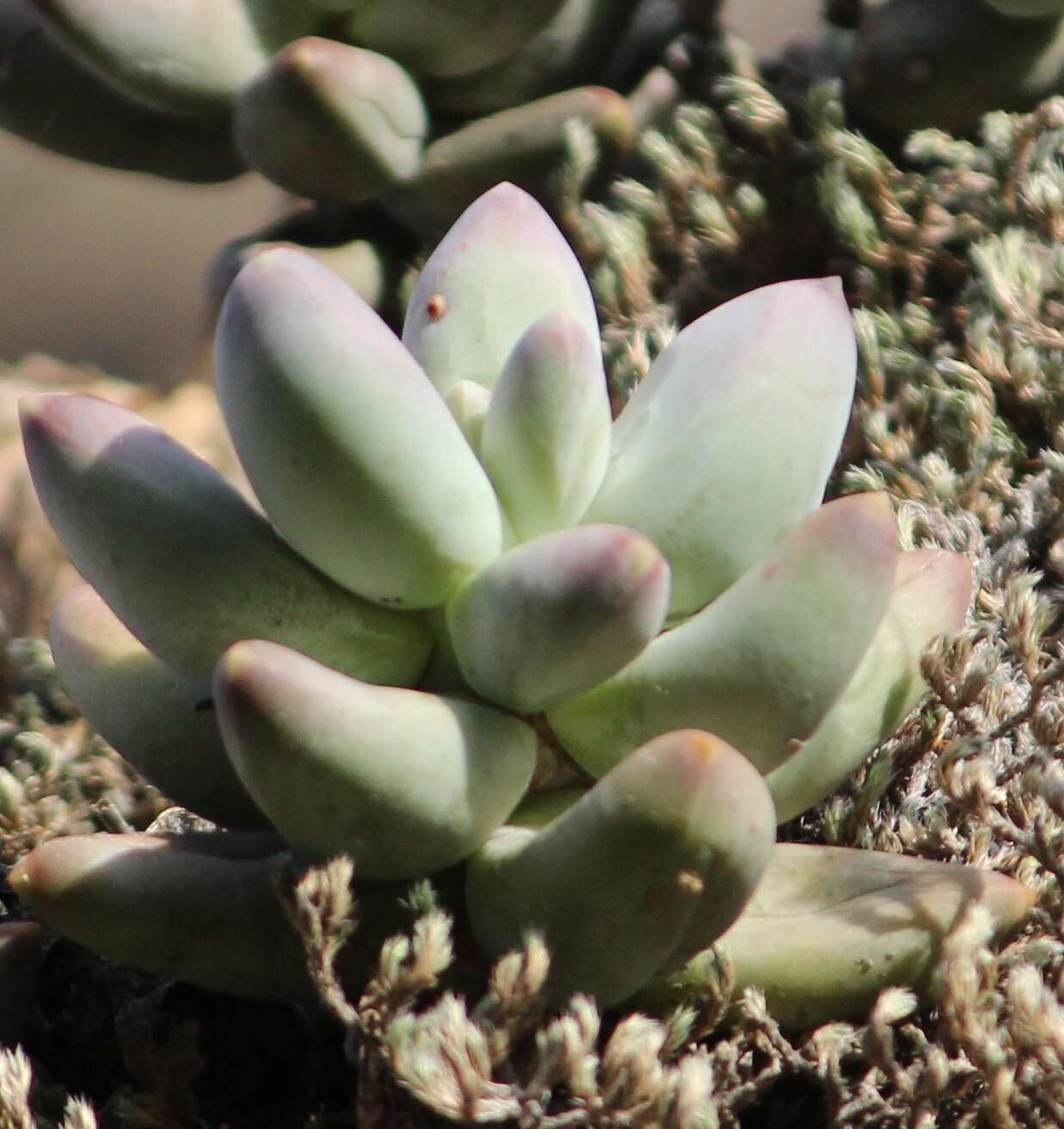 Image of Pachyphytum compactum Rose