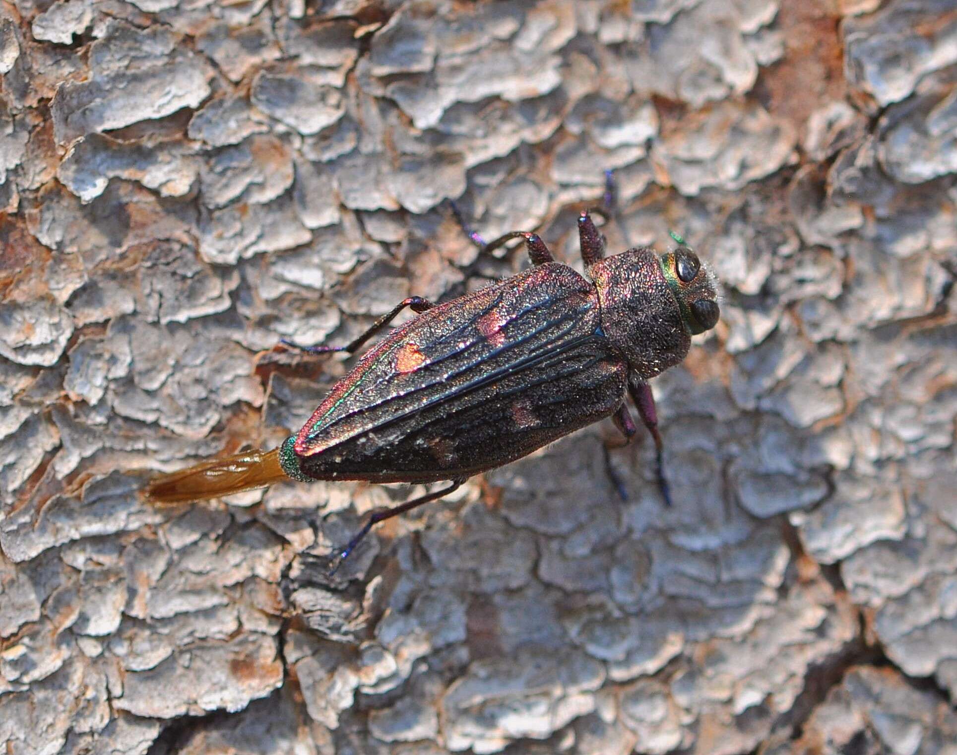 Image of Chrysobothris chrysostigma (Linnaeus 1758)