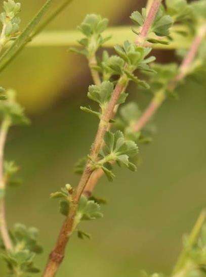 Image of Cliffortia spathulata Weim.