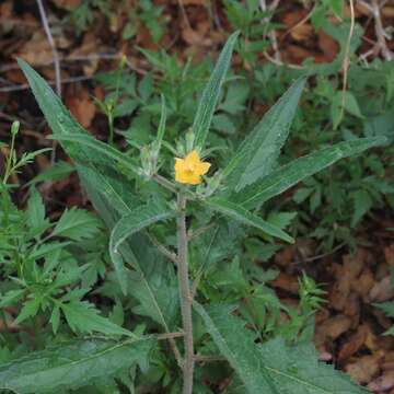 Image of isolated blazingstar