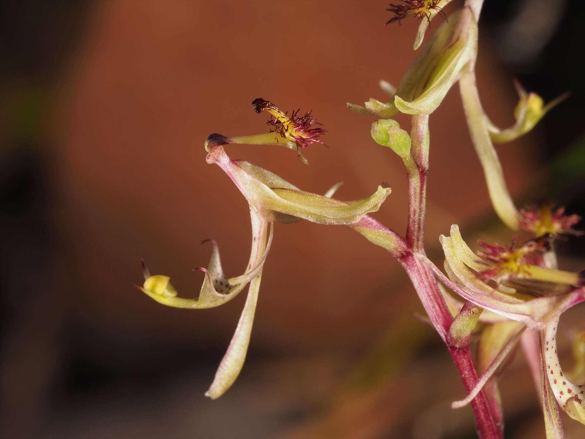 Plancia ëd Arthrochilus prolixus D. L. Jones