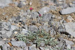 Image of Jacobaea boissieri (DC.) Pelser