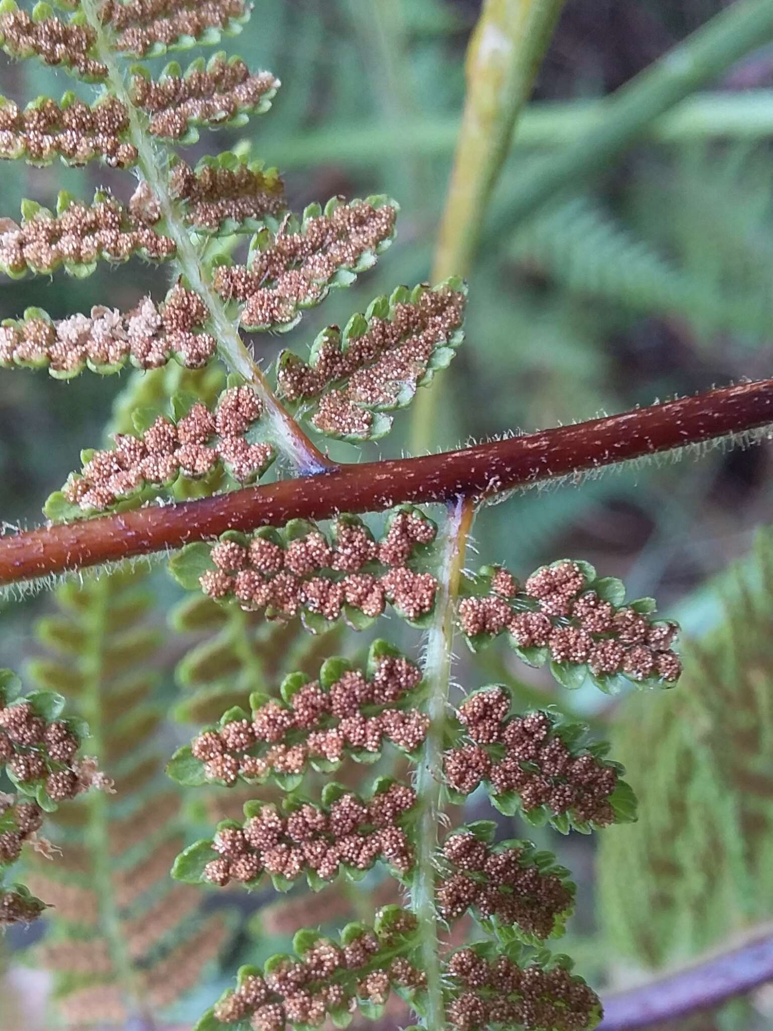 Image of Hypolepis rugosula (Labill.) J. Sm.