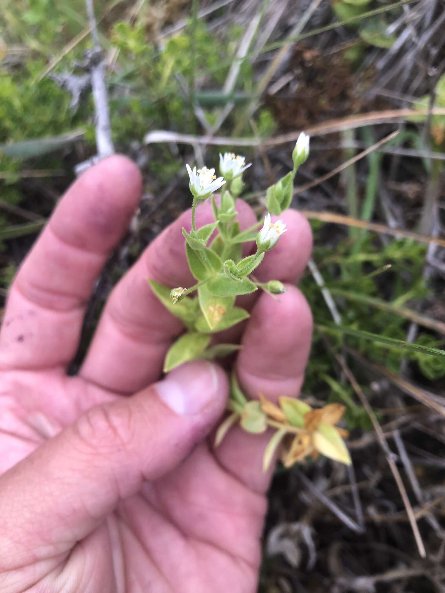 Image of beach starwort