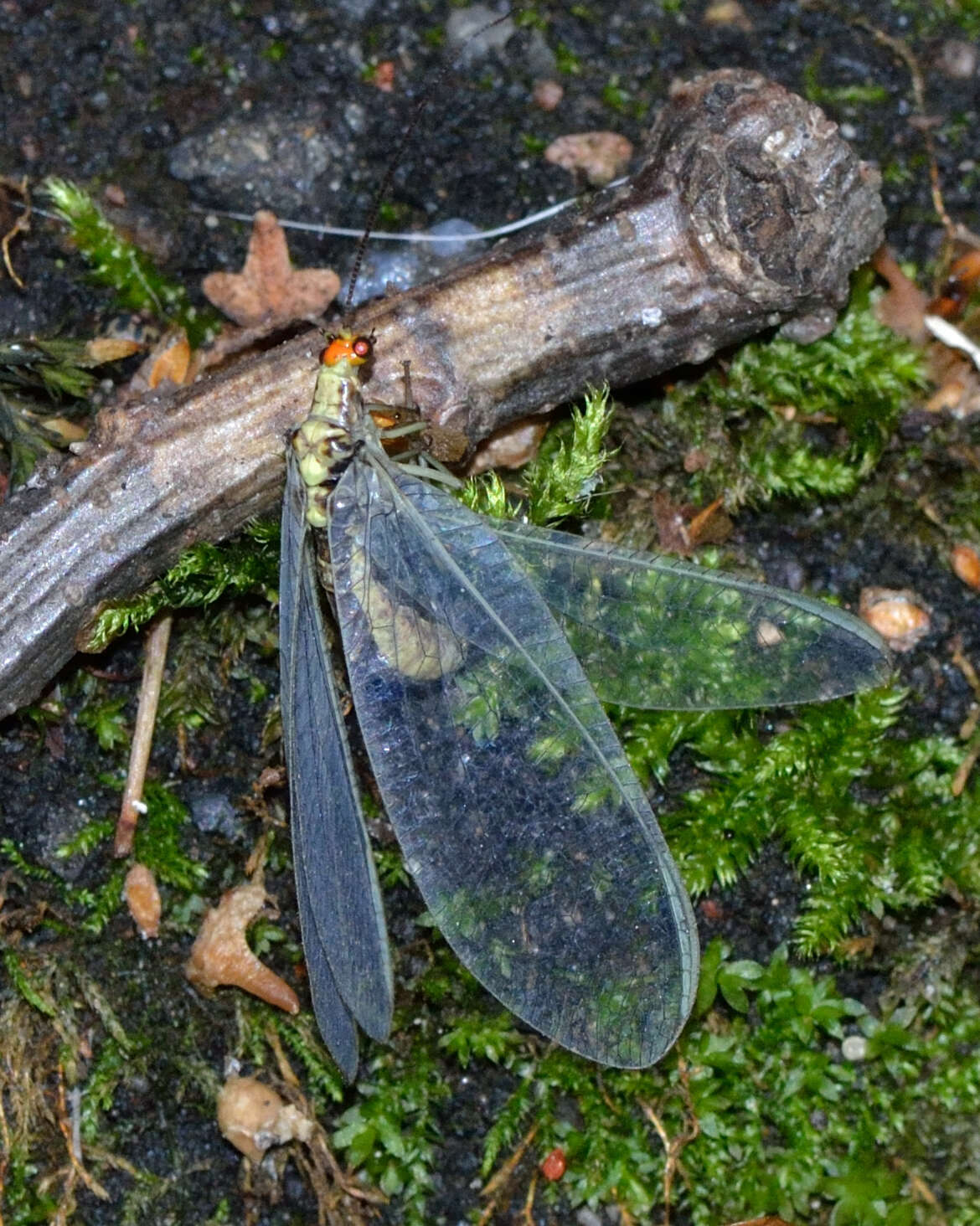 Image of scarce orange-headed lacewing