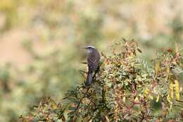 Ochthoeca leucophrys (d'Orbigny & Lafresnaye 1837)的圖片