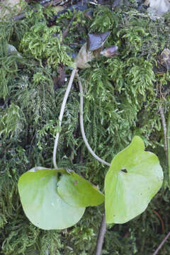 Image of Asarum europaeum subsp. caucasicum (Duchartre) Soo