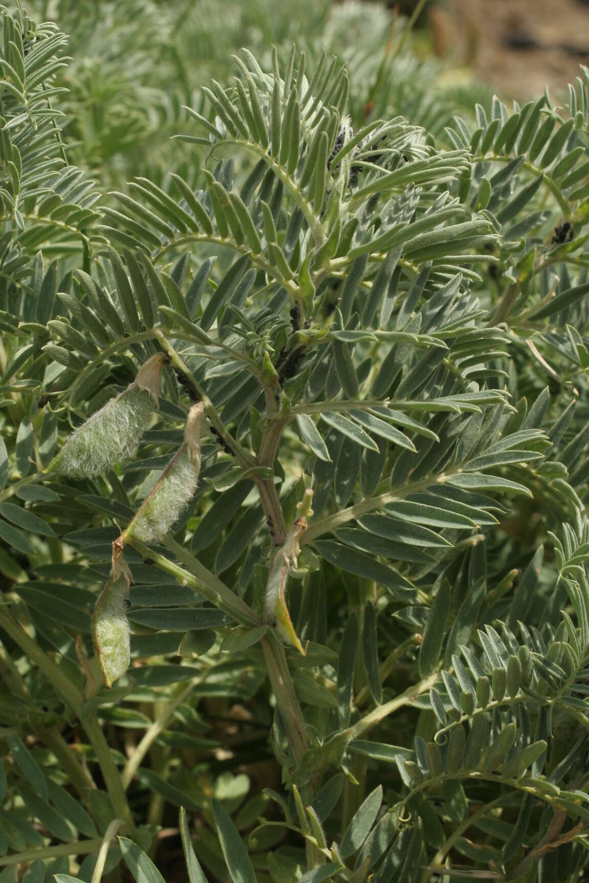 Image of Vicia argentea Lapeyr.