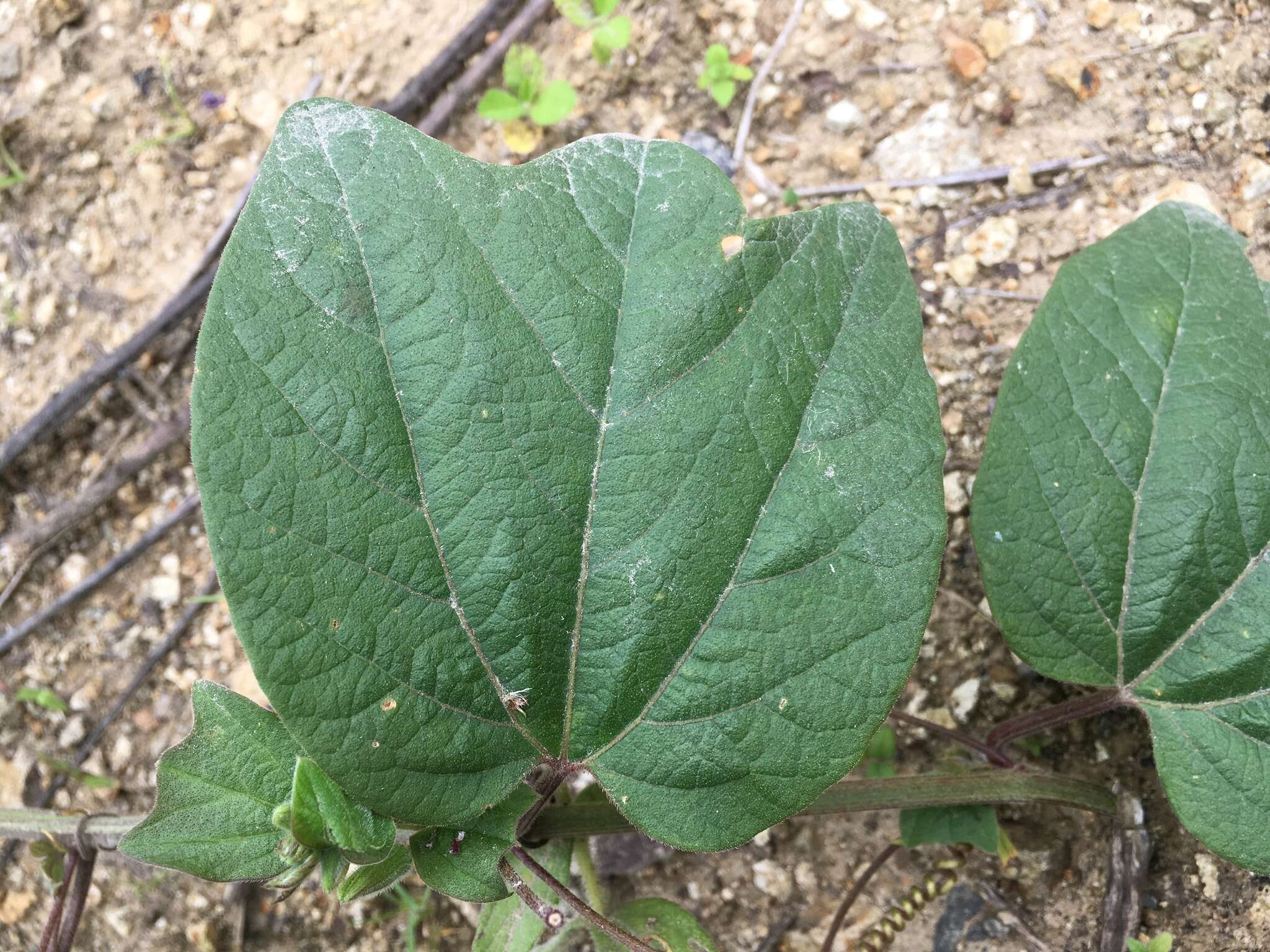 Image de Passiflora cisnana Harms