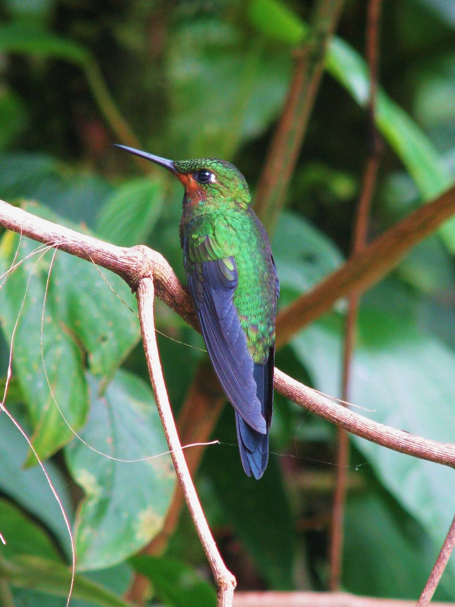 Image of Green-crowned Brilliant