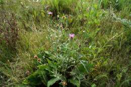 Image of Centaurea jacea subsp. jacea