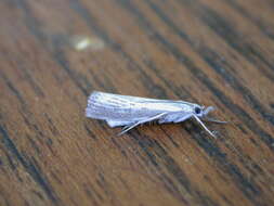 صورة Agriphila straminella