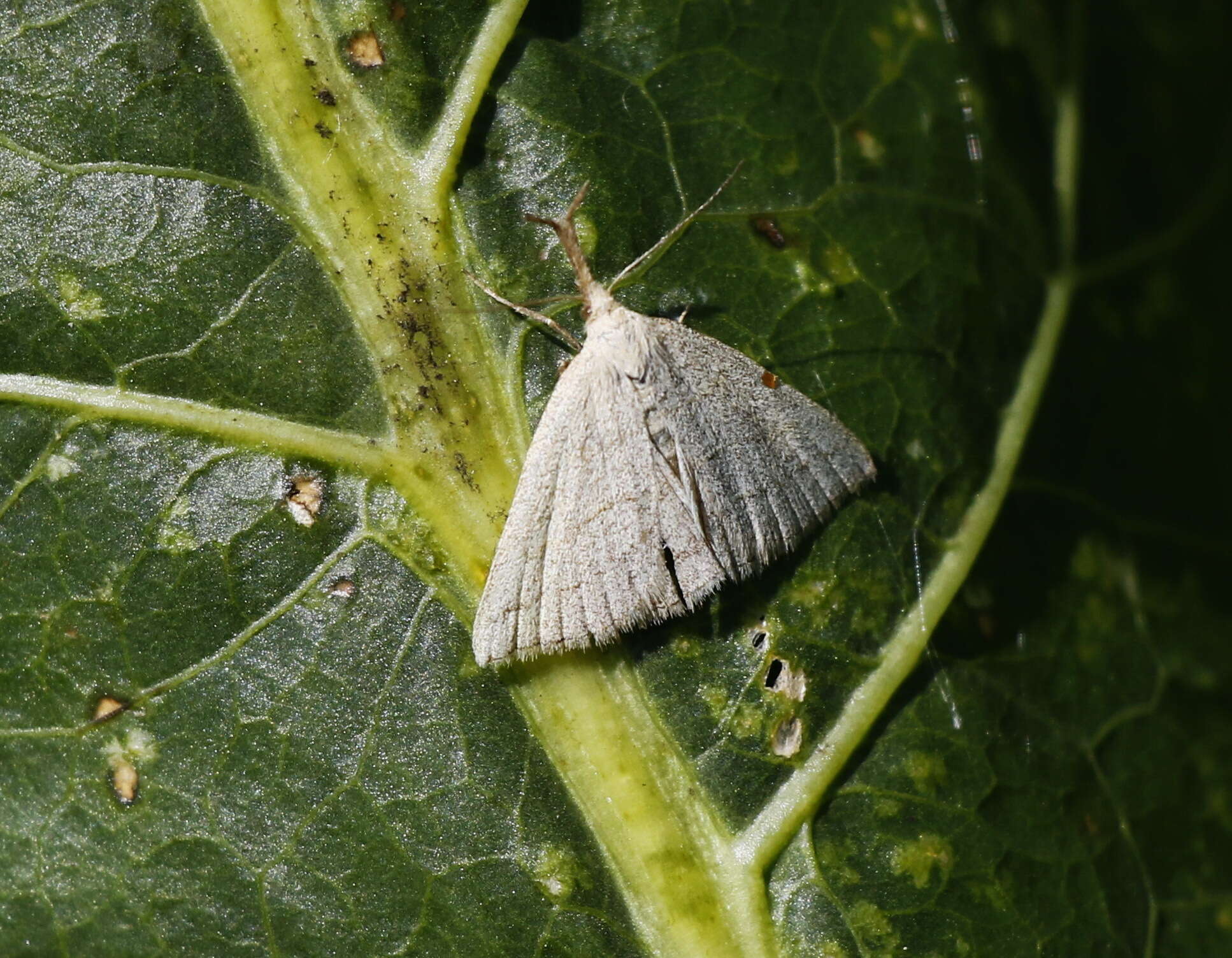 Image of Polypogon tentacularia Linnaeus 1758