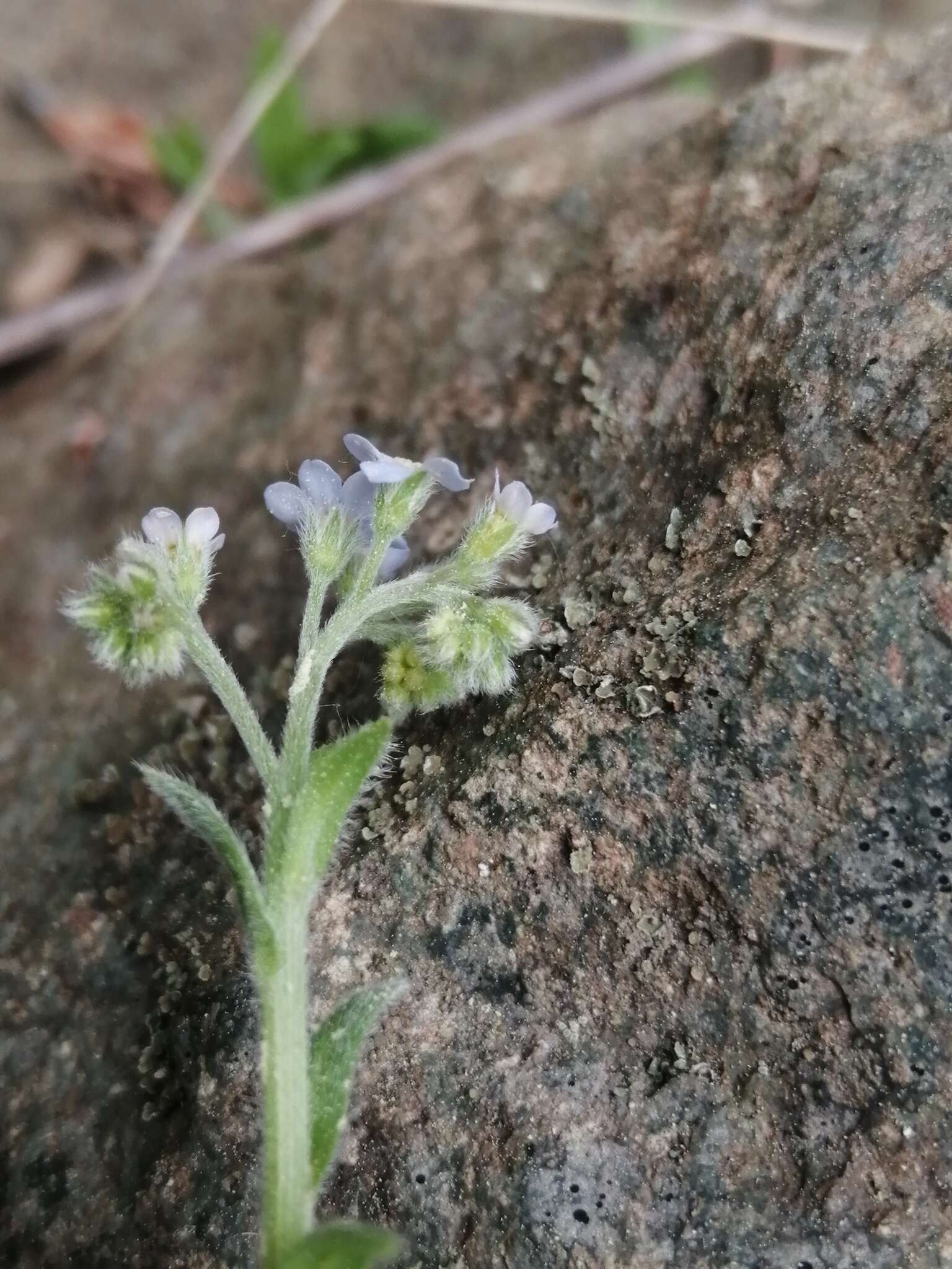 Imagem de Myosotis krylovii Sergievskaya