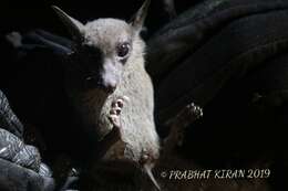 Image of lesser dawn bat