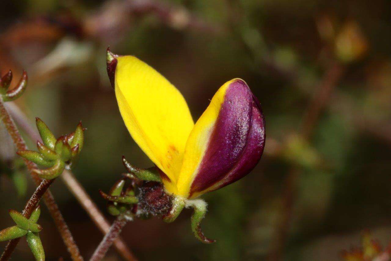 Слика од Aspalathus retroflexa subsp. bicolor (Eckl. & Zeyh.) R. Dahlgren