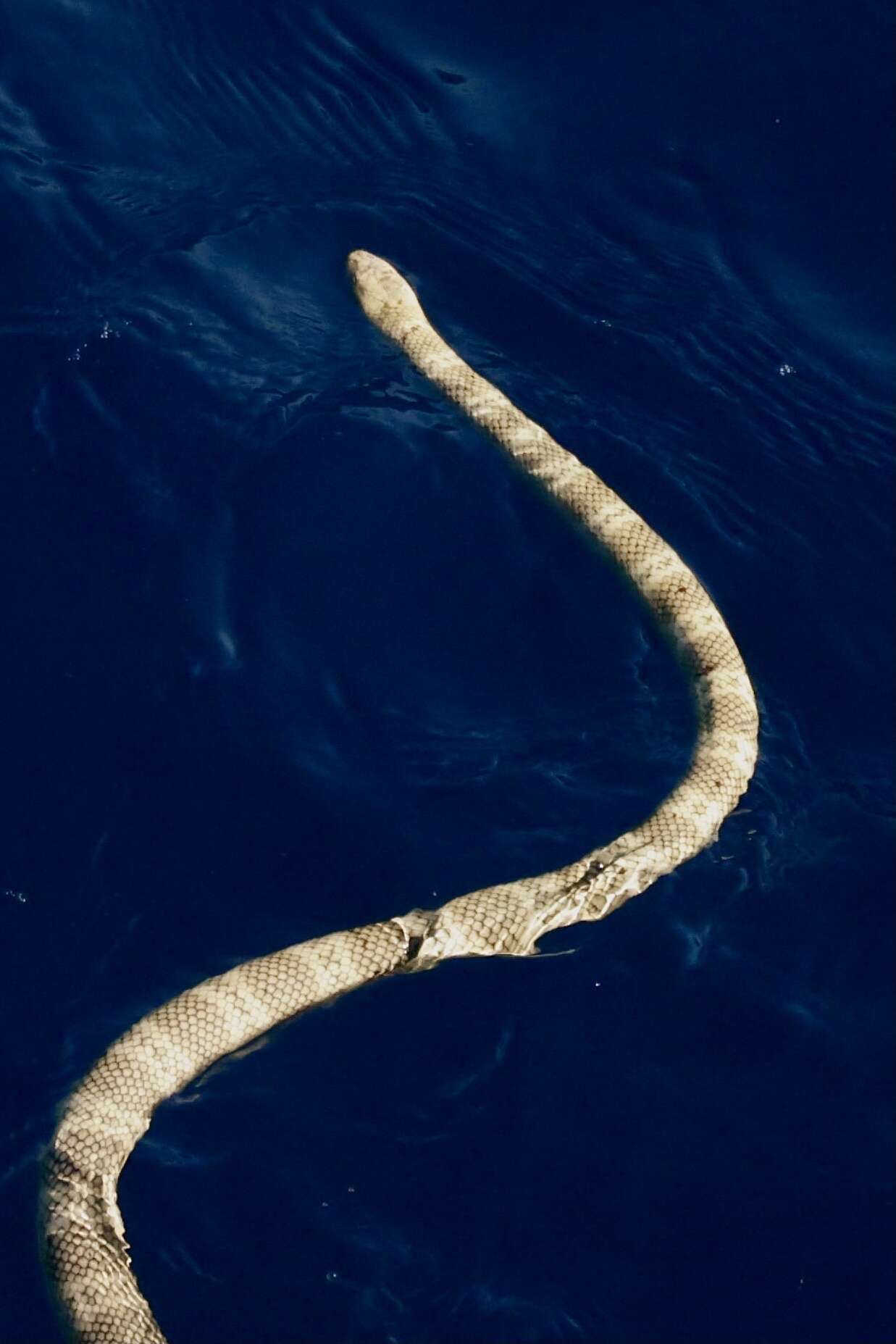 Image of Elegant or bar-bellied seasnake