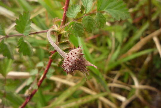 صورة Rubus pungens Cambess. ex Jacq.