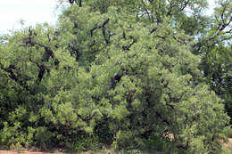 Image of Narrow-leaved mustard tree