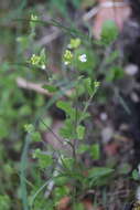 Plancia ëd Arabidopsis halleri subsp. halleri