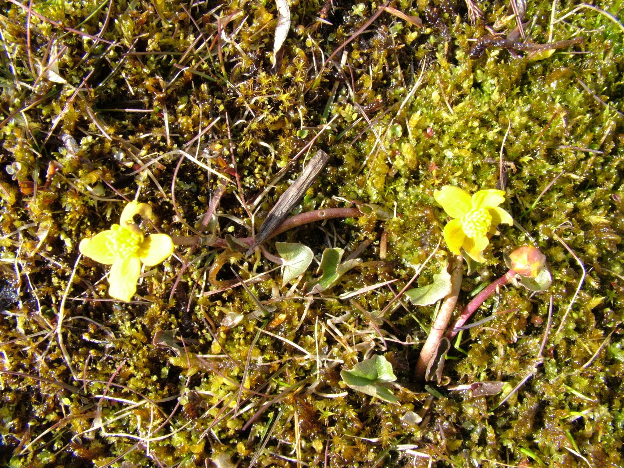 Image de Caltha palustris var. radicans (Forst.) Beck