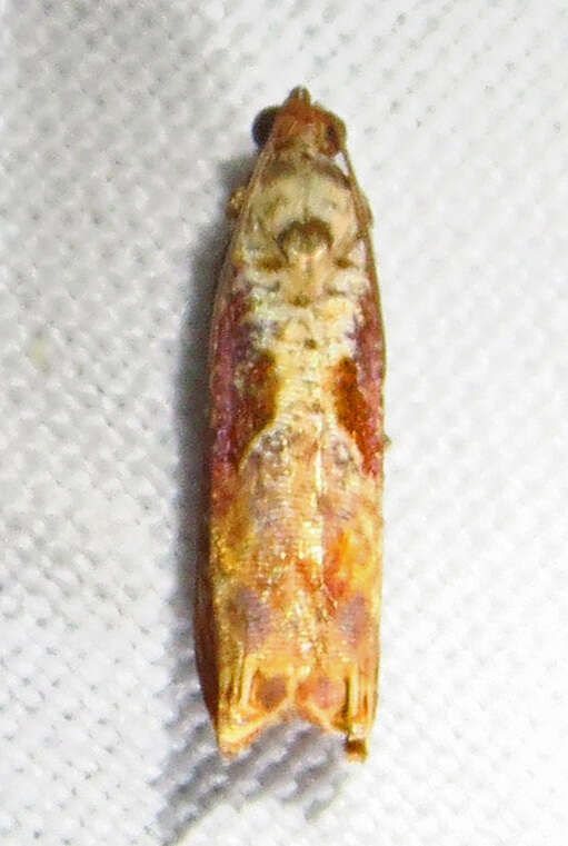 Image of Maple Leaftier Moth