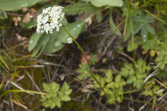 Image of Aegopodium alpestre Ledeb.