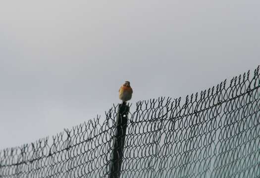 Image of Whinchat