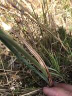 Image de Albuca fragrans Jacq.