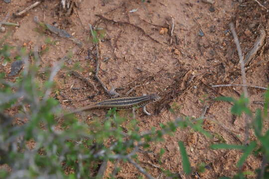 Image of Madagascar Girdled Lizard