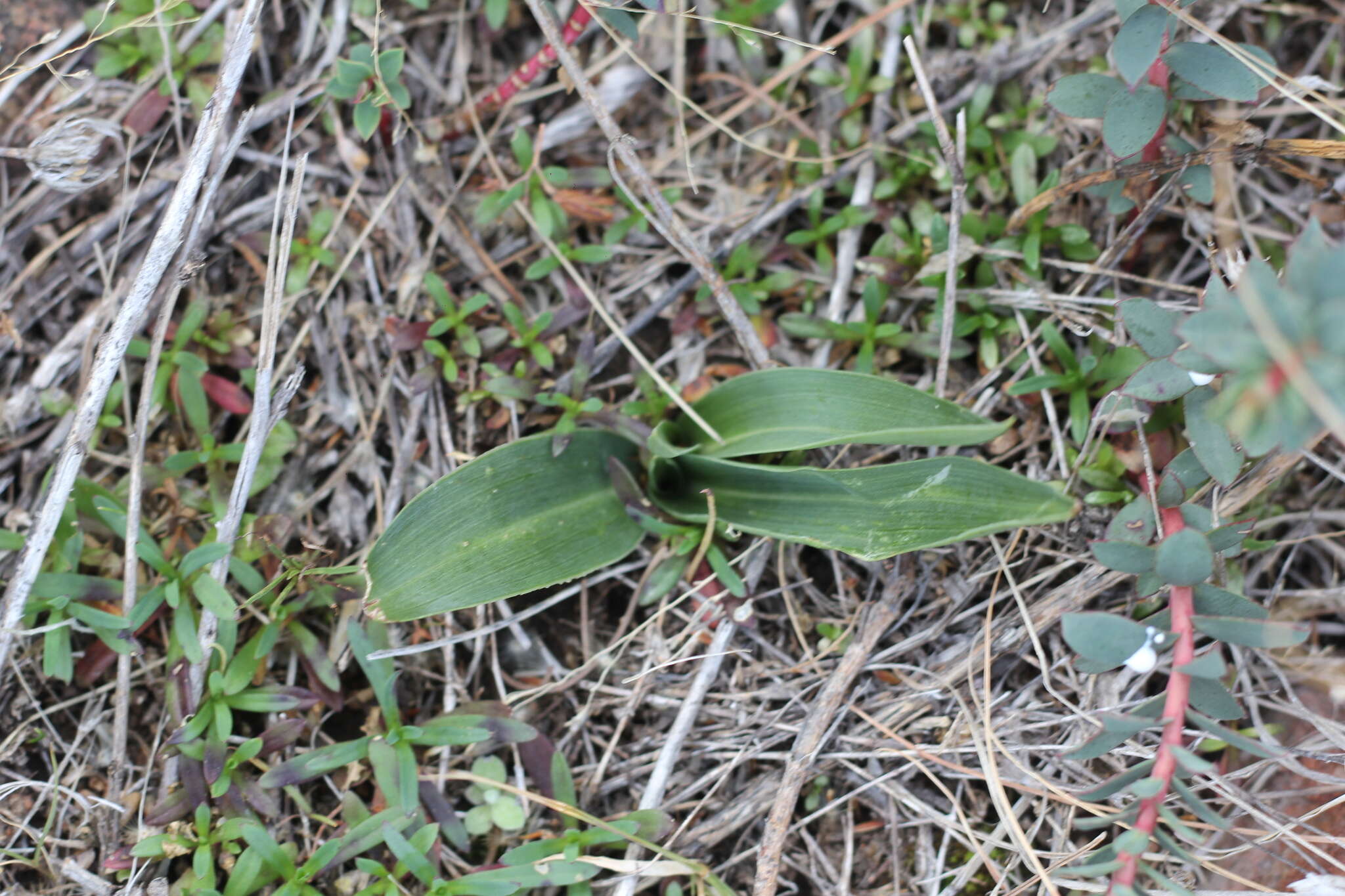 Imagem de Brachystele dilatata (Lindl.) Schltr.