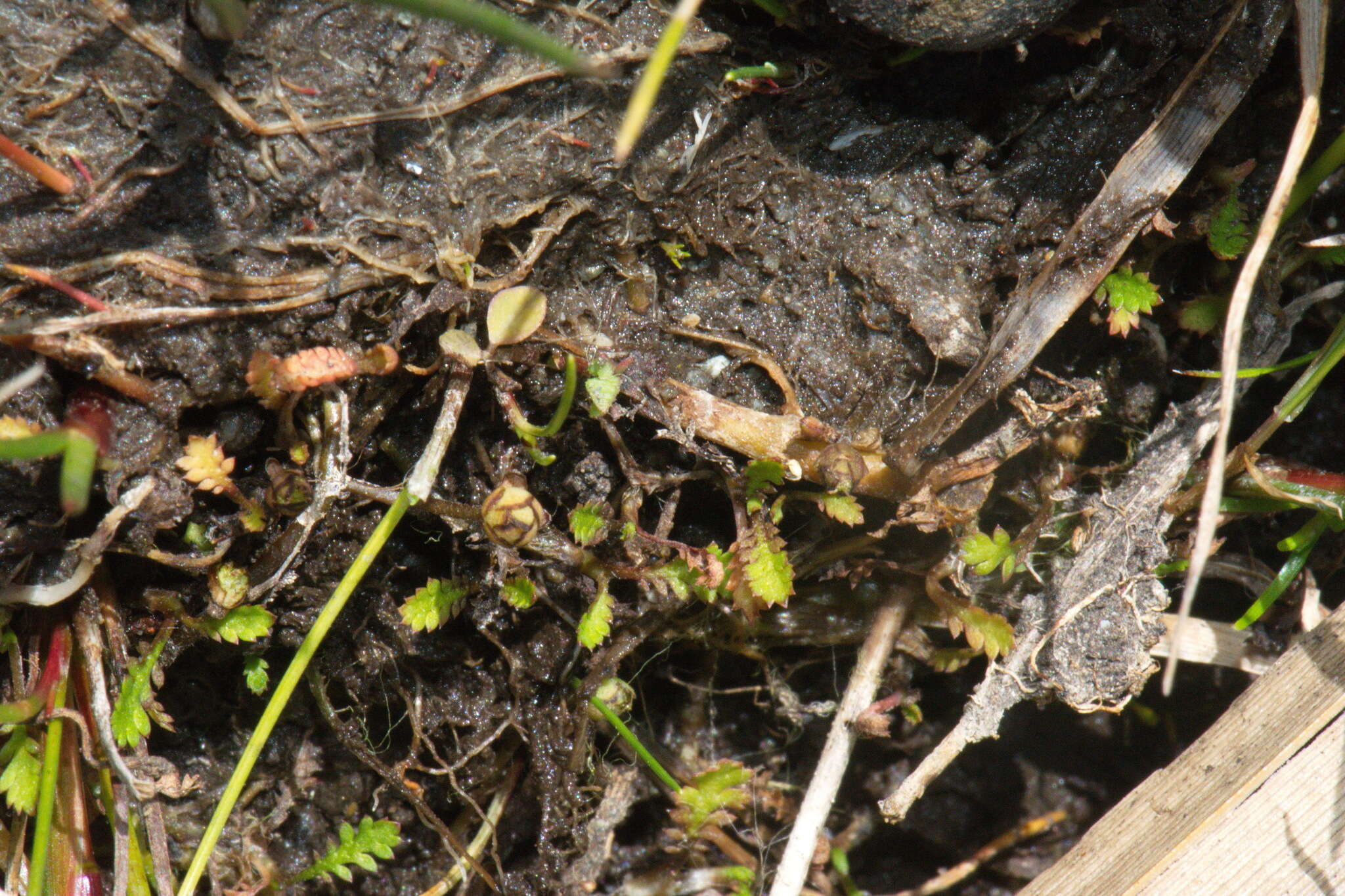 Image of Leptinella dispersa subsp. rupestris (D. Lloyd) D. G. Lloyd & C. J. Webb