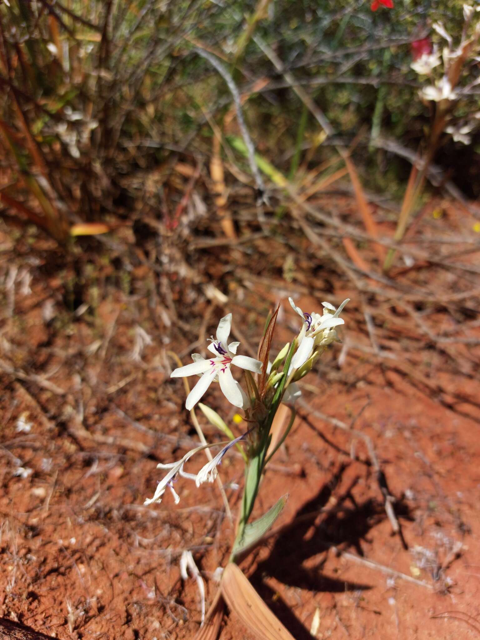 Image of Babiana spathacea (L. fil.) Ker Gawl.