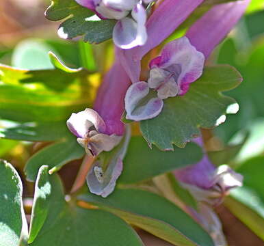 Image of Corydalis pumila (Host) Rchb.