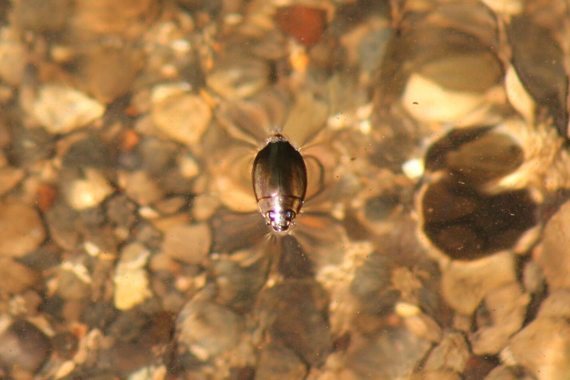 Image of Dineutus longimanus portoricensis Ochs 1924