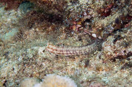 Image of Hump-headed Blenny