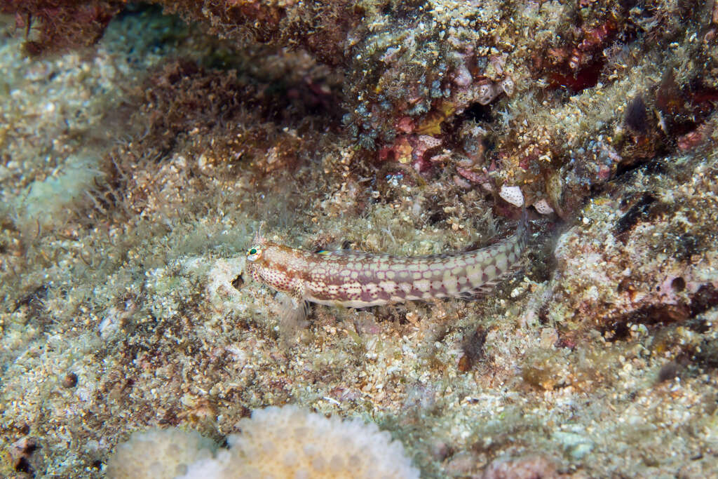 Blenniella gibbifrons (Quoy & Gaimard 1824) resmi