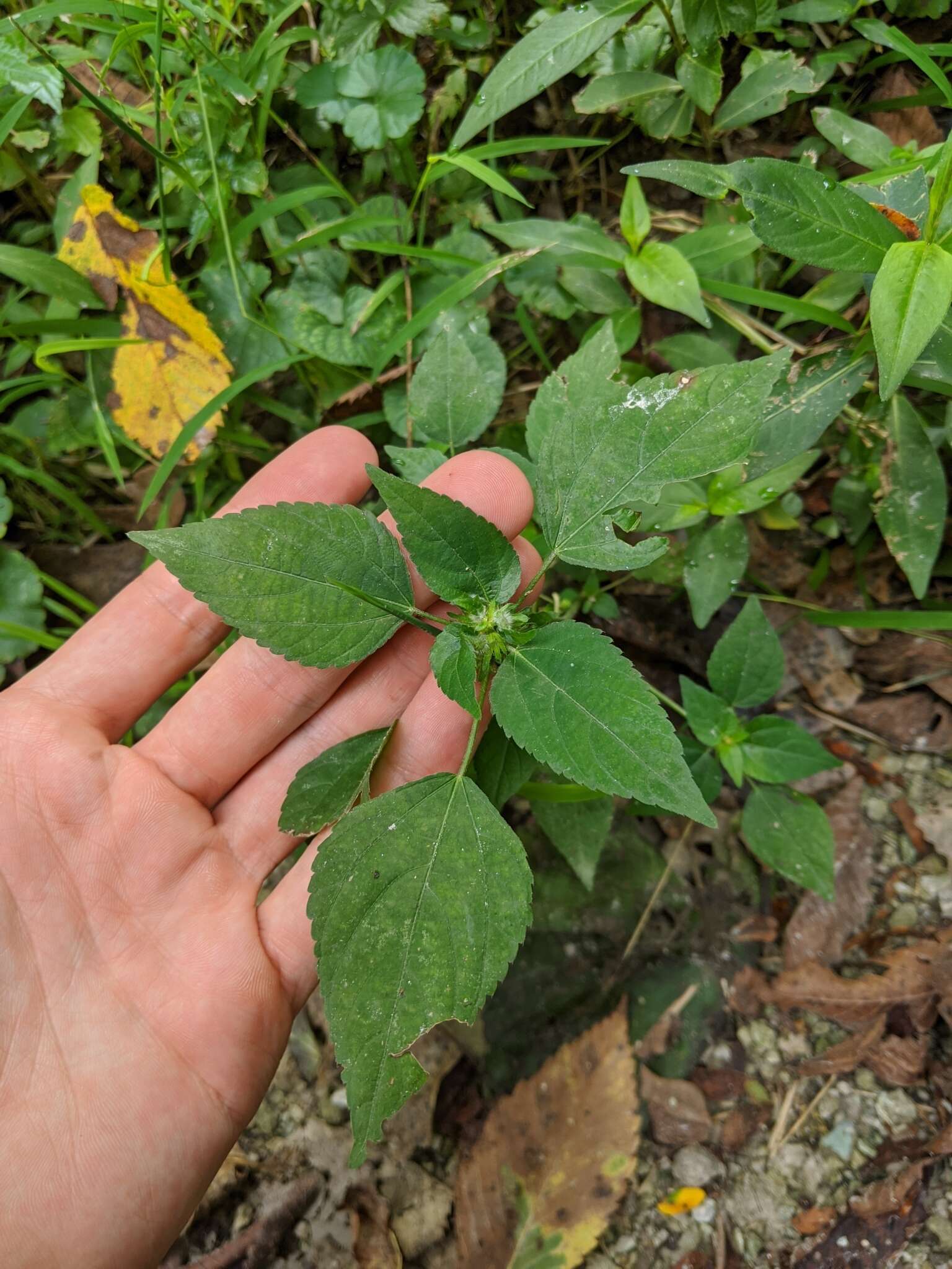 Imagem de Acalypha virginica var. deamii Weath.