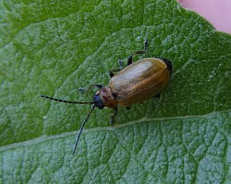 Imagem de <i>Lochmaea capreae</i>