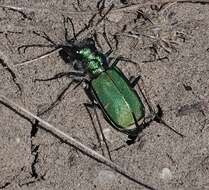 Image de Cicindela (Cicindela) denverensis Casey 1897