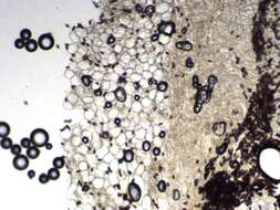 Image of Psathyrella pseudogracilis (Romagn.) M. M. Moser 1967