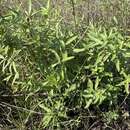 Image of Texas marsh elder