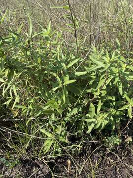 Image of Texas marsh elder