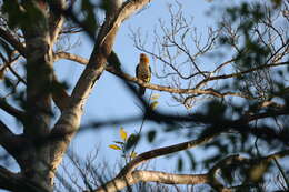 Image of Eastern White-bellied Parrot