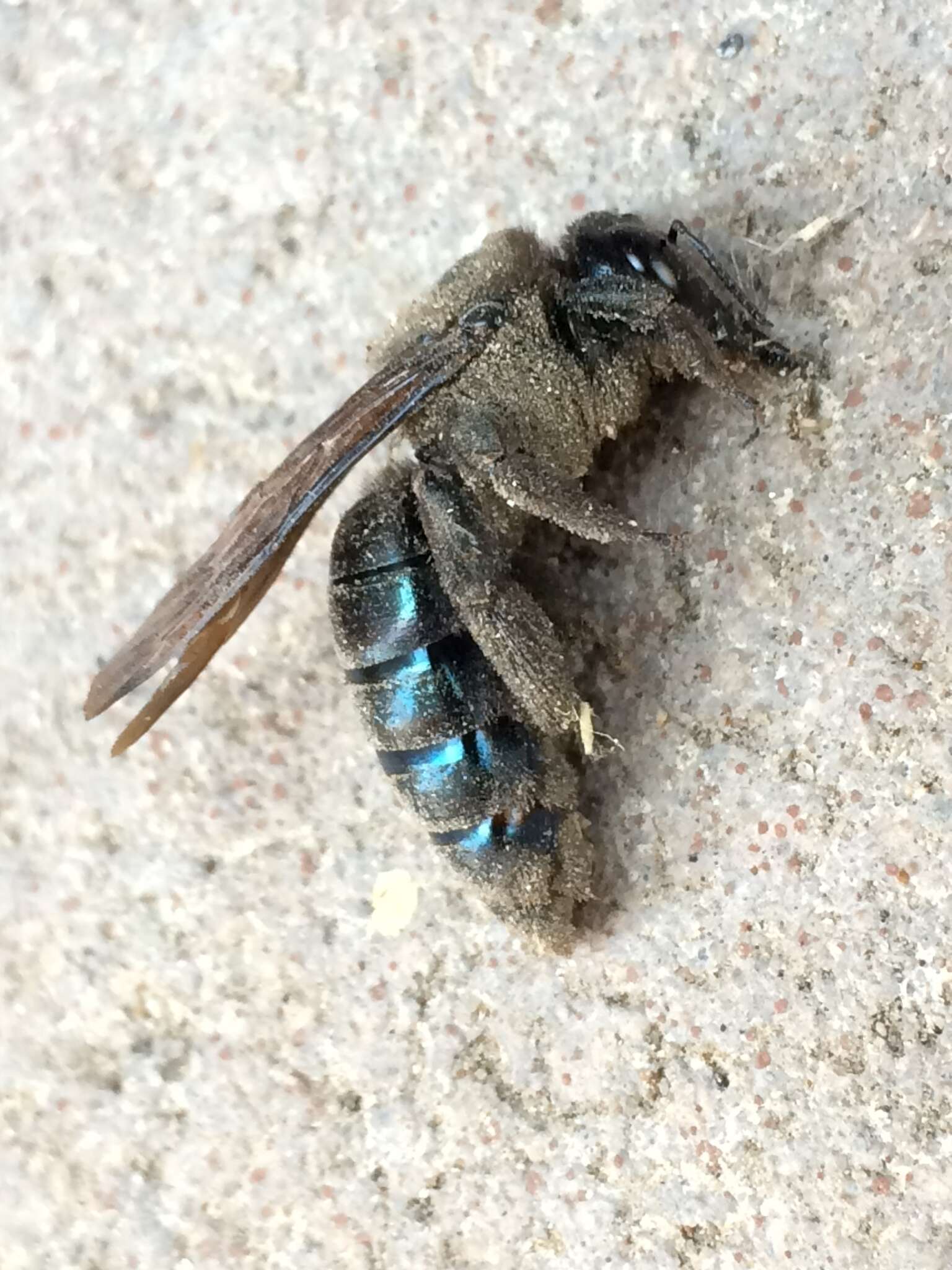 Image of Western Carpenter Bee