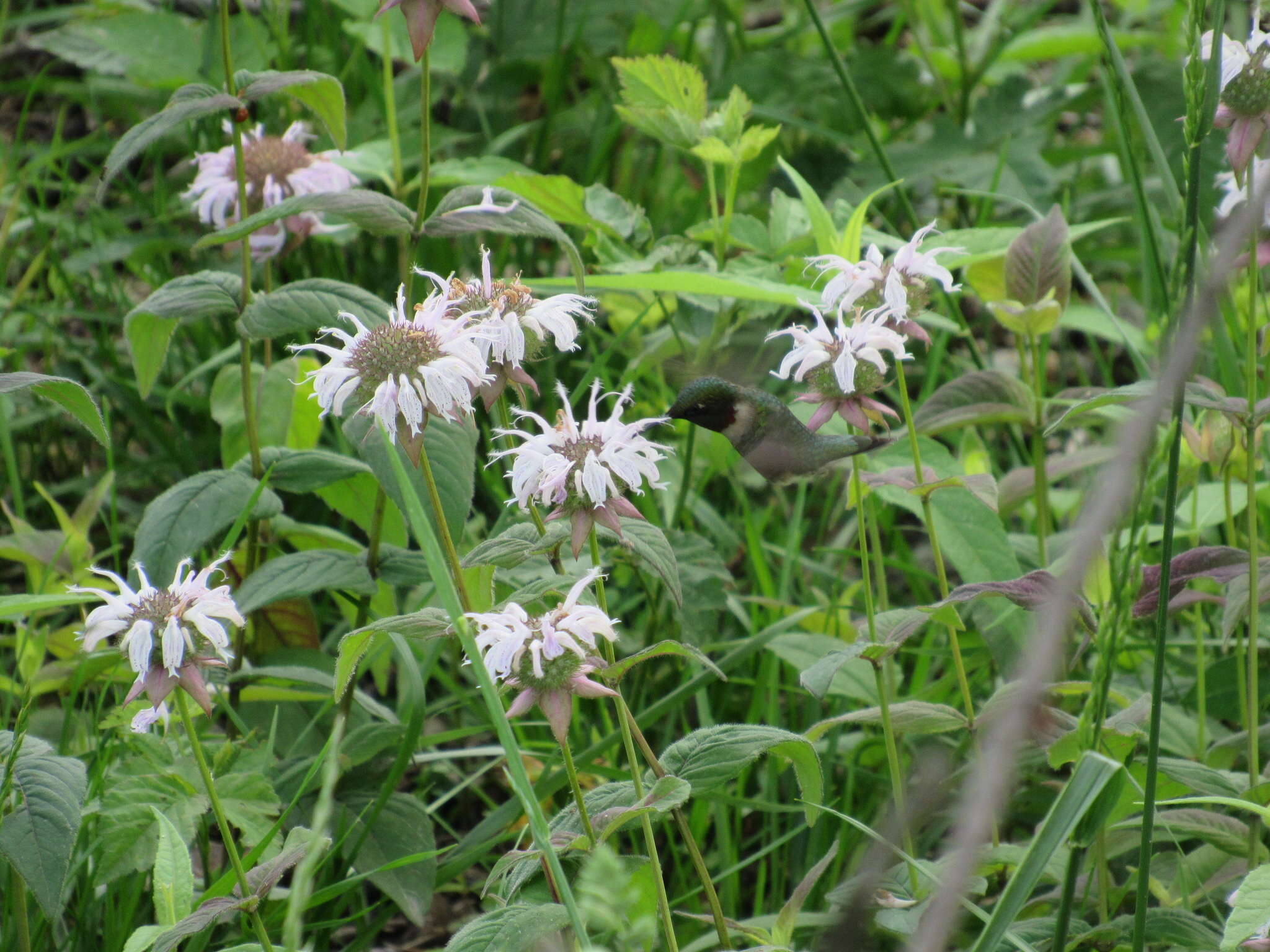 Image of eastern beebalm